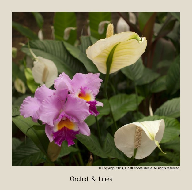 Orchid-&amp;-Lilies_w